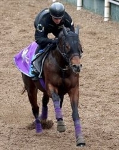 【かきつばた記念】根岸Ｓ３着のダノンフィーゴは７枠１０番　岩田望来騎手と初コンビのシャマルは２枠２番　枠順確定