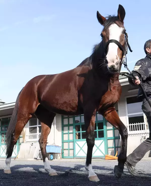 「今日は宴だ」「朝から泣いてる」ＪＲＡ最少体重勝利記録のアイドルホースが初子出産！　ネット狂喜乱舞のメロディーレーン