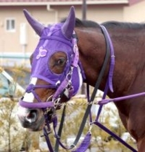 【かしわ記念】ナチュラルライズが復調ムードを感じさせる動き　横山武史騎手「ここ最近のなかでは…」