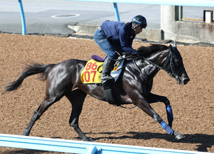 【府中牝馬Ｓ】エストゥペンダは単走で好反応　高柳瑞調教師「スムーズに運んでしまいの脚を生かせれば」