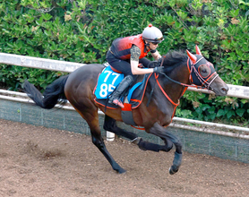 日曜福島競馬場の注目激走馬…福島１１Ｒジュライステークス