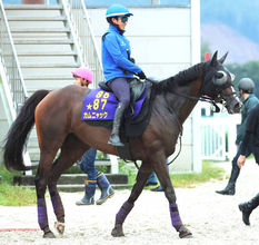 【アイルランドＴ】川田将雅騎手と大外枠から挑むカムニャックが１番人気　２、３番人気は拮抗
