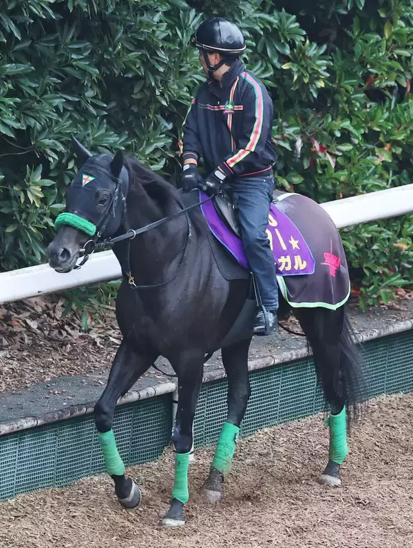 【阪神Ｃ】「最後は勝負根性」ルガルがナムラクレアとのデッドヒート制す　鮫島克駿騎手は有馬記念へ弾み　