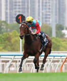 「カーインライジングが香港競馬新記録の１８連勝を達成　１・４億円超ゲット！　香港・クイーンズシルバージュビリーＣ」の画像1