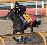 「【金鯱賞】単勝１ケタ台が６頭　一見は大混戦ムードも連系の売れ筋は「１強」に近い状態」の画像1