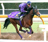 「【朝日杯ＦＳ・１週前】アドマイヤクワッズは３頭併せで意欲的に大きく追走　坂井瑠星騎手「基本的に能力の高い馬」」の画像1