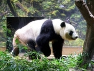 シャオシャオ＆レイレイはどの施設に行くの？　四川省雅安で姉シャンシャンと再会へ