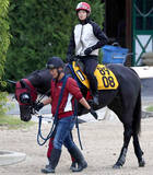 「【洛陽Ｓ】近８戦すべて馬券内の堅実派ソルトクィーンがオープン初Ｖ目指す　武英調教師「グンと良くなってきた」」の画像1