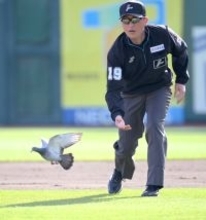 “幸運のハト”の正体が判明　北海道から埼玉に帰る途中に休憩か「レースハト」は楽天球団が保護…２７日に飼い主がお迎え　楽天－西武戦中のグラウンドでトコトコ