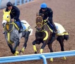 【ステイヤーズＳ】昨年豪州Ｇ１・２着ワープスピードが復活期す　高木調教師「だいぶやる気が出てきた」