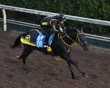 「日曜中山競馬場の注目激走馬…中山１１Ｒカペラステークス・Ｇ３」の画像1