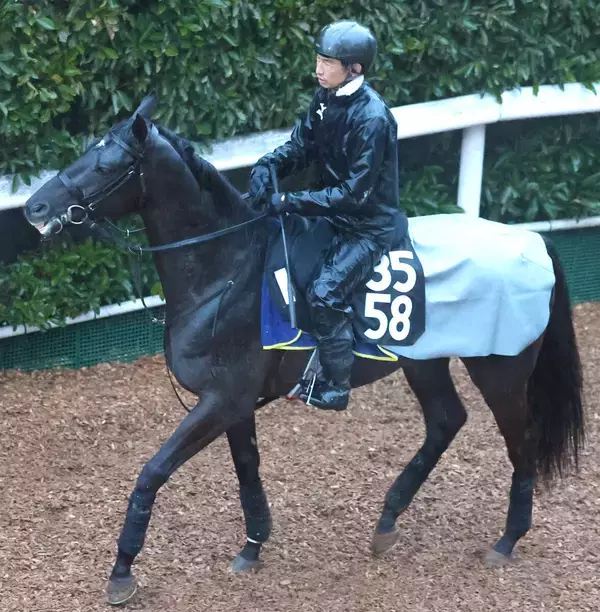 「【注目馬動向】名牝クロノジェネシスの初子ベレシートは蹄の状態次第で京都新聞杯を視野」の画像