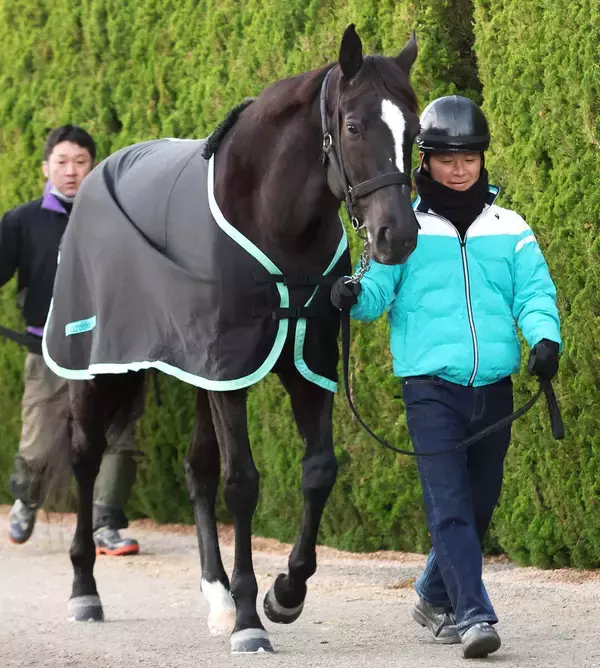 「【注目馬動向】アスコリピチェーノは阪神牝馬Ｓで坂井瑠星騎手と新コンビ　２日に栗東トレセンに移動して調整」の画像