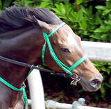 「【天皇賞・春】タガノデュードは６枠１１番　陣営「後ろから行く馬なので枠はどこでも良かった」」の画像1