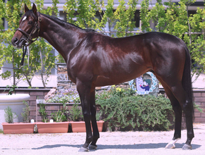 【松山康久元調教師のダービー馬体診断】バステール８・０点　あばらが見えるほどシェイプアップされ、好仕上がりです