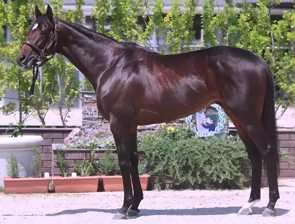 【松山康久元調教師のダービー馬体診断】バステール８・０点　あばらが見えるほどシェイプアップされ、好仕上がりです