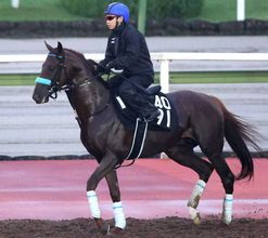 【神戸新聞杯】２戦２勝のショウナンハヤナミが骨折から復帰　渡辺調教師「距離が延びるぶんにはいい」