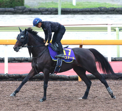 【菊花賞・金曜気配】日本ダービー３着のバステールは順調に調整　斉藤崇調教師「前走より少し減るけど…」