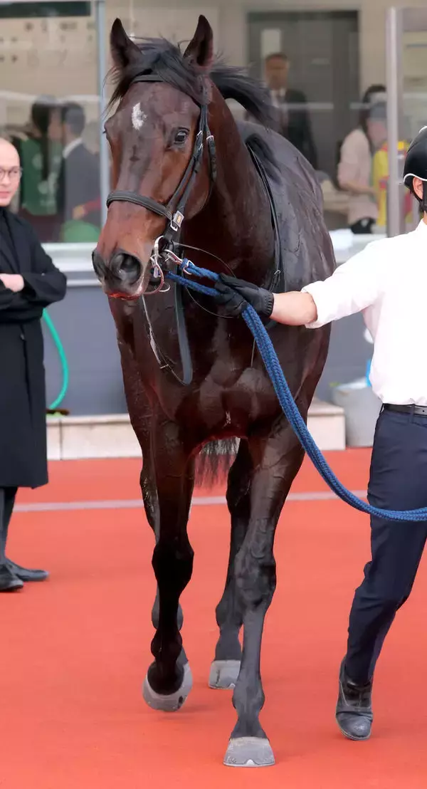 【注目馬動向】ポインセチアＳ快勝のロックターミガンはＵＡＥダービーが本線　サウジダービーから招待も辞退
