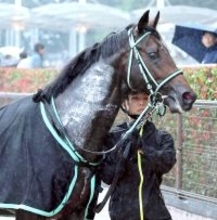 【注目馬動向】ウップヘリーアは毎日杯で重賞初挑戦へ　前走の内容を踏まえて自己条件から変更