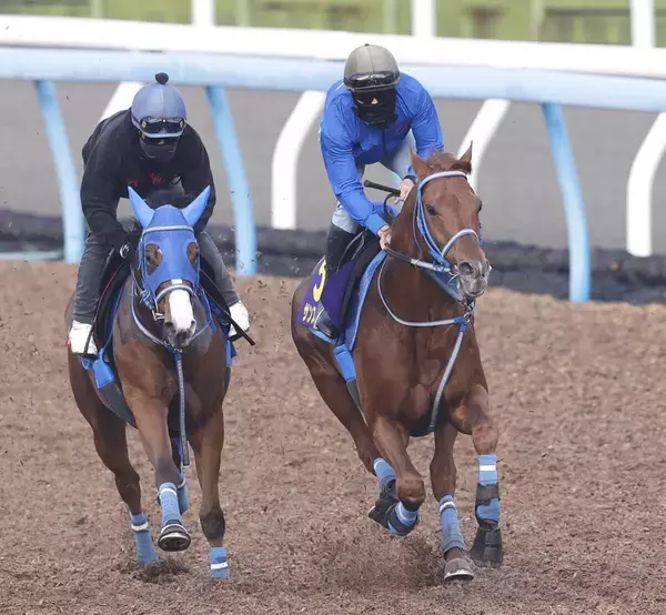 【大阪杯】しまい勝負にかけるサンストックトンは併入　堀内調教師「相手は強いが、ひと脚が使える状態」