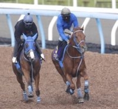 【大阪杯】しまい勝負にかけるサンストックトンは併入　堀内調教師「相手は強いが、ひと脚が使える状態」