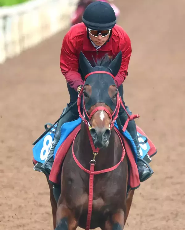 【読売マイラーズＣ】「絶好調の状態です」藤野調教師も手応え　好気配のドラゴンブーストが１枠１番から重賞初制覇狙う