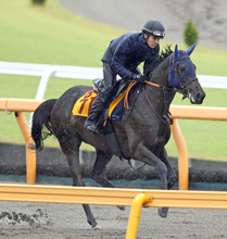【注目馬動向】府中牝馬Ｓ１４着のヴァルキリーバースは京成杯ＡＨで巻き返しへ　サンデーサラブレッドクラブが発表