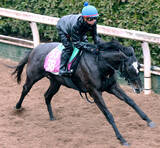 「【チューリップ賞】ナムラコスモスが開花間近　大橋調教師「桜花賞に向けて権利を取りたい」」の画像1