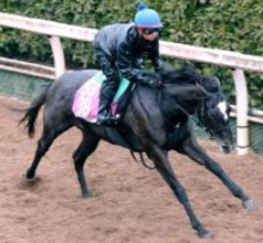 【チューリップ賞】ナムラコスモスが開花間近　大橋調教師「桜花賞に向けて権利を取りたい」