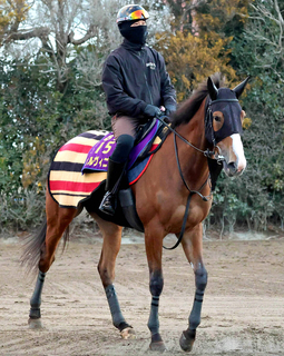 【注目馬動向】チェルヴィニアがヴィクトリアＭに向け美浦トレセンに帰厩