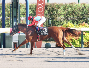 【京都１１Ｒ・太秦Ｓ】紅一点７番人気のバスタードサフランが快勝　酒井学騎手「女の子が１頭でしたが、よく頑張ってくれた」