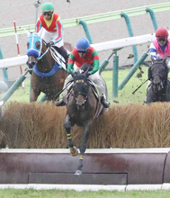 ＪＲＡ所属のステイゴールド産駒が０頭に…　最後の産駒マイネルヴァッサーが１２歳で現役を引退　