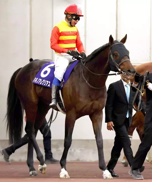 シリウスＳ連覇のハギノアレグリアスが競走馬登録を抹消　阪神競馬場で乗馬に