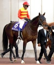 シリウスＳ連覇のハギノアレグリアスが競走馬登録を抹消　阪神競馬場で乗馬に