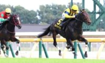 【ホープフルＳ・超ブル診断ステップレース編】最高評価は末脚から相当な能力が感じられるリステッド勝ち馬