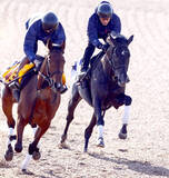 「【きさらぎ賞】ゾロアストロは馬なりで３馬身先着　宮田調教師「賞金加算して皐月賞、ダービーへ」」の画像1