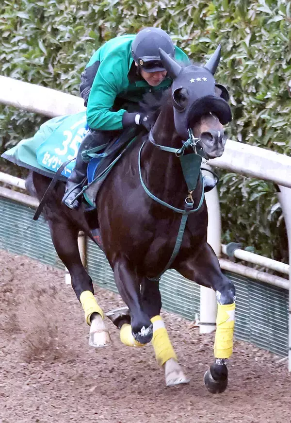 【中山記念】セイウンハーデス加速いいです　橋口調教師納得「しまいは楽にいい時計で動けていた」