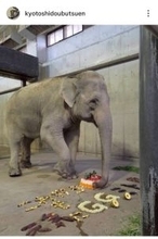 ３月１０日「ミトの日」にちなんで、京都市動物園のアジアゾウ・美都（みと）のお祝いイベント