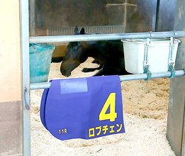 皐月賞Ｖのロブチェンは一夜明け馬房でゴロゴロ　陣営「松山騎手をダービージョッキーにしてあげたい」