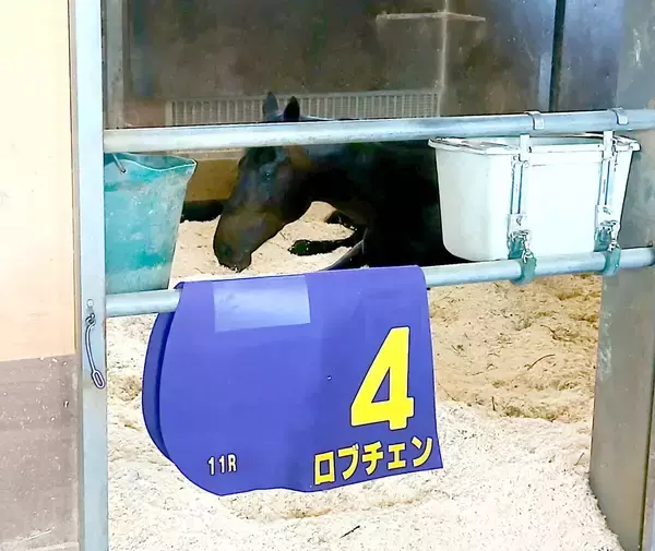 皐月賞Ｖのロブチェンは一夜明け馬房でゴロゴロ　陣営「松山騎手をダービージョッキーにしてあげたい」