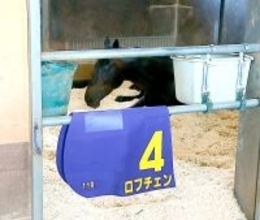 皐月賞Ｖのロブチェンは一夜明け馬房でゴロゴロ　日本ダービーへ陣営「体調だけ整えていきたいです」