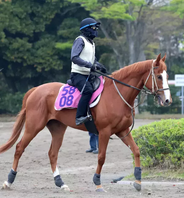 【フローラＳ】サムシングスイートは出走取り消し　オークストライアルは１２頭立てに