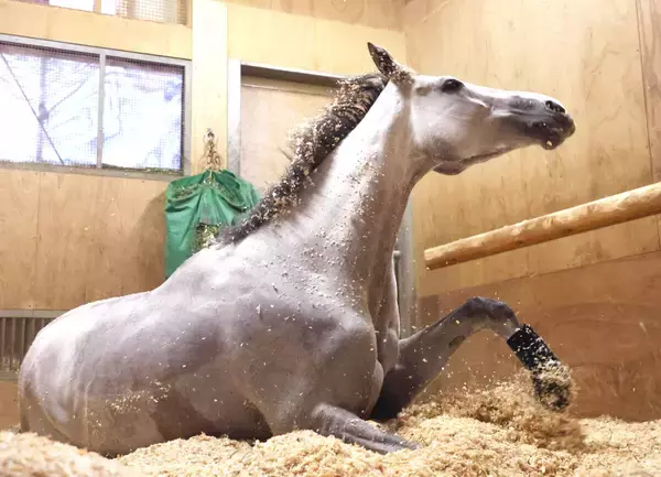【天皇賞・春】アクアヴァーナルの四位洋文調教師、７３年ぶり牝馬Ｖへ意欲　騎手時代の０７年ダービー・ウオッカに続き歴史変える