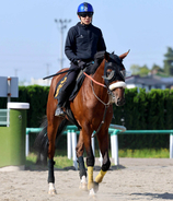 【注目馬動向】青葉賞２着のタイダルロックは新潟で復帰へ　左前脚第一指骨の骨折で日本ダービー断念