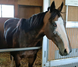 “派手顔”が「可愛い」「イケメン」と人気のカンチェンジュンガが引退→第２の馬生…阪神競馬場での生活がスタート　
