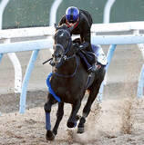 「【共同通信杯】逆襲へリアライズシリウスがスタンバイＯＫ！　津村明秀騎手は「本当にいい動き」と絶賛」の画像1