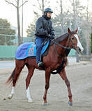 「【注目馬動向】引退した小西厩舎から転厩のペイシャエス、２４年の覇者ヴァルツァーシャルはマーチＳを予定」の画像1