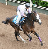 「【京王杯スプリングＣ】意外性のあるカンチェンジュンガに一発ムード　庄野調教師「しまいだけで十分。動きも良かった」」の画像1