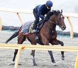 「【京都２歳Ｓ】ゴーイントゥスカイがデビューから連勝で重賞取りへ　上原佑調教師「緩さがかなり解消されてきた」」の画像1